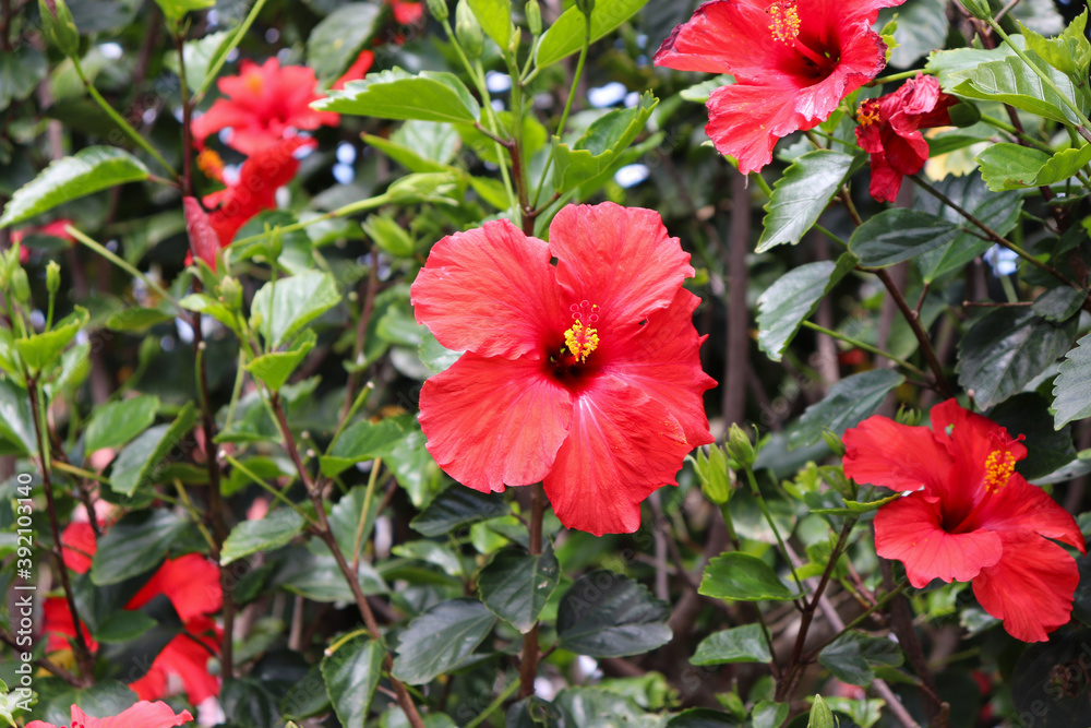 The beauty of the Hibiscus flower, a woody, fibrous shrub, up to 5 meters high. The beauty of the Hibiscus flower, a woody, fibrous shrub, up to 5 meters high.