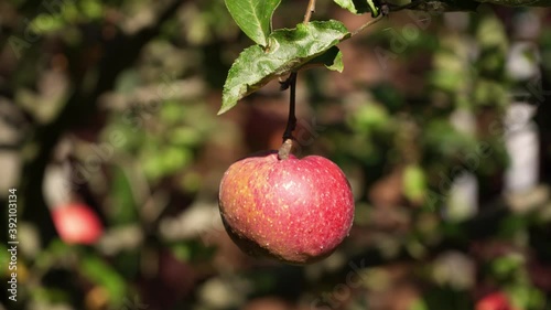 Red ripe apple is hanging on an apple tree branch in the garden
