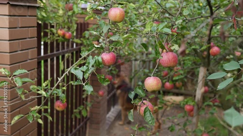 A lot of red ripe apples grow on an apple tree in the yard near the fence. A dog (German shepherd) barks and jumps on the background.