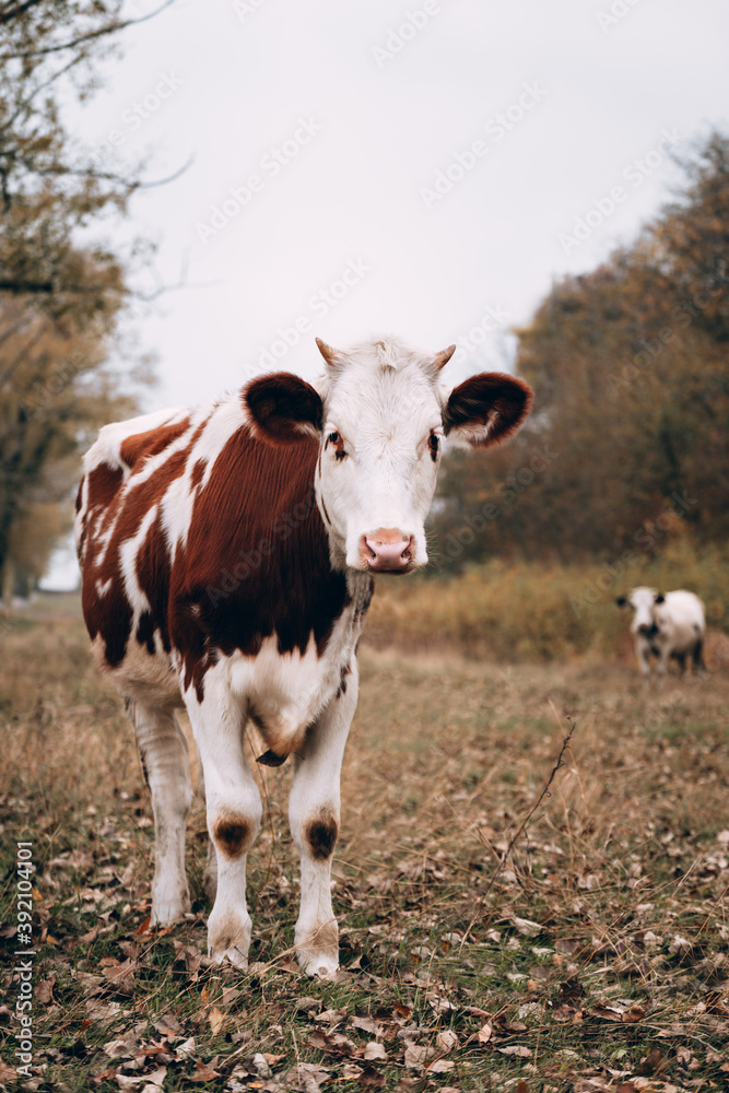 Portrait of a Cow in a clearing. Thoroughbred bull from the farm. A young white cow with red spots grazes in an autumn meadow, while an adult white cow with black spots stands in the background. Portrait of a Cow in a clearing. Thoroughbred bull from the farm. A young white cow with red spots grazes in an autumn meadow, while an adult white cow with black spots stands in the background.