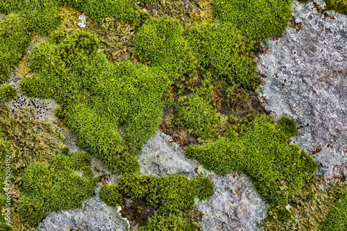 Green moss texture natural close up view.