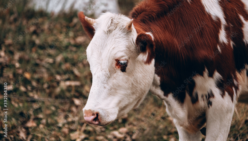 Muzzle of a young thoroughbred bull from the farm. Large horizontal portrait of a young cow. A white cow with red spots and small horns. Muzzle of a young thoroughbred bull from the farm. Large horizontal portrait of a young cow. A white cow with red spots and small horns.