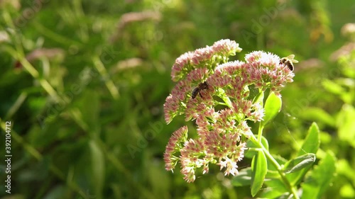 Many bees land on bunches of pink umbrella flowers that grow in the yard in summer.