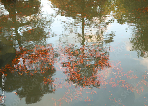 pond with the reflection of swamp cypresses in the surface of the water and orange and red leaves floating in the background - autumn wallpaper