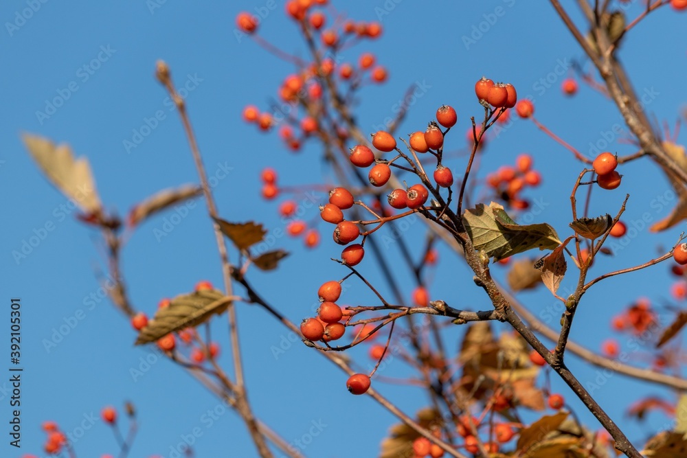 Bright red-orange hawthorn berries on a blue sky background Bright red-orange hawthorn berries on a blue sky background