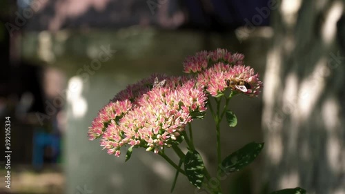 Many bees land on bunches of pink umbrella flowers that grow in the yard in summer.