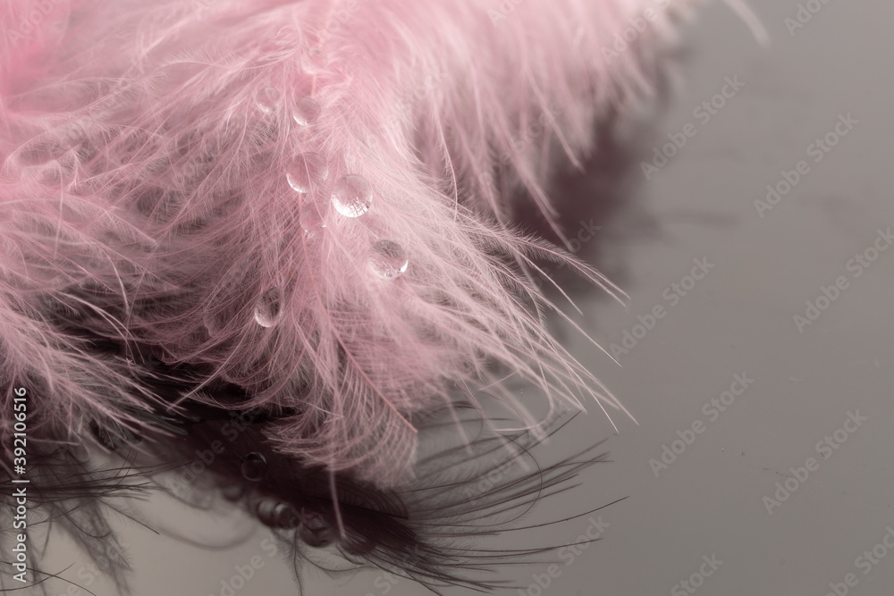 Fototapeta premium Macro photo of water drops on soft bird feather on dark background.Close up.