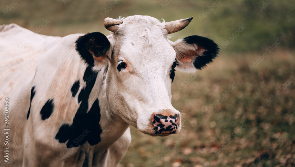 Photo of a bull for a poster or calendar. Charming cute country animal from the farm. Large portrait of a thoroughbred adult cow of black and white color with large horns. Beautiful horizontal banner. Photo of a bull for a poster or calendar. Charming cute country animal from the farm. Large portrait of a thoroughbred adult cow of black and white color with large horns. Beautiful horizontal banner.