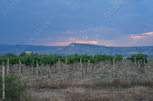 green vineyards at sunset before a thunderstorm