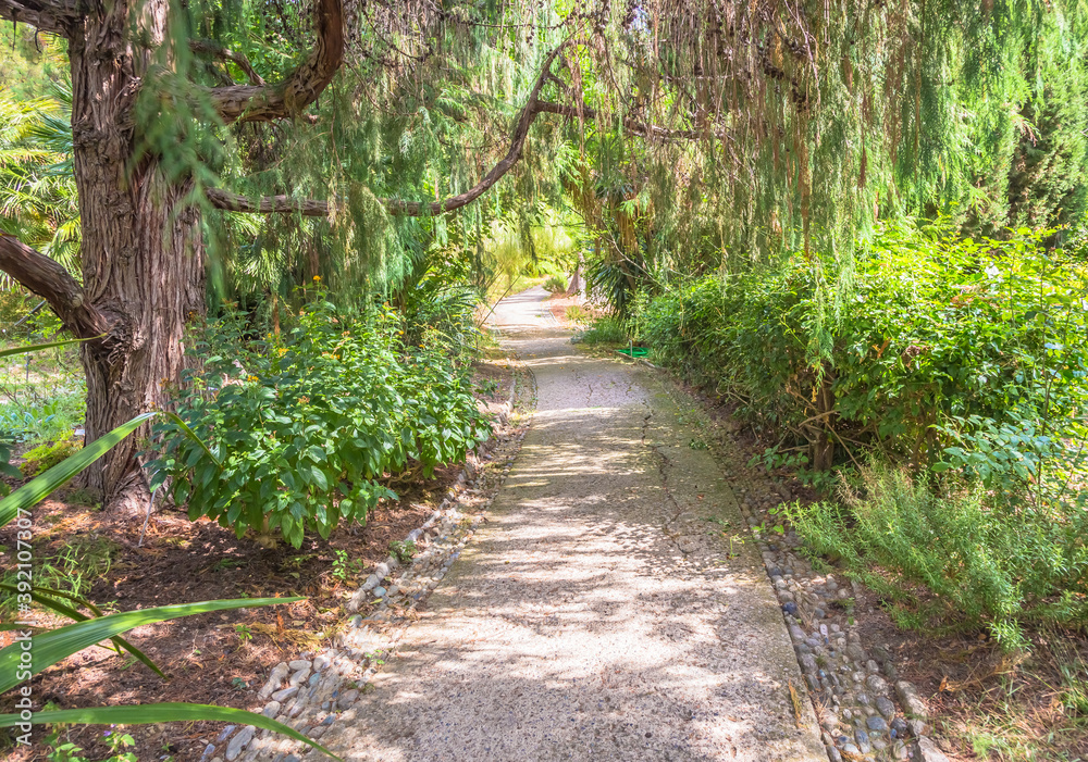 Peaceful pathway in botanical garden