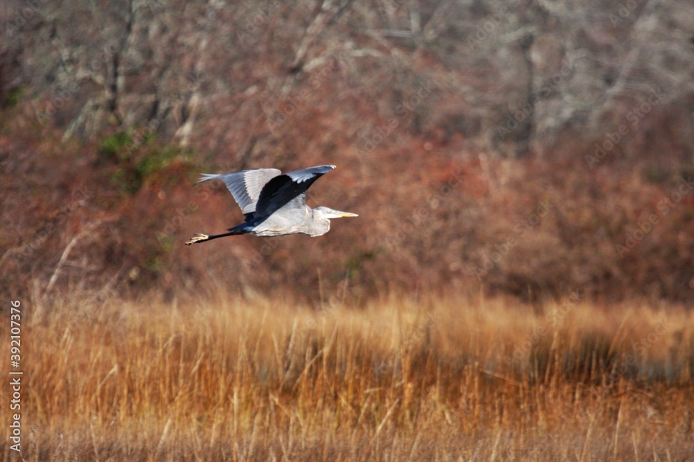 Fototapeta premium Blue Heron_4