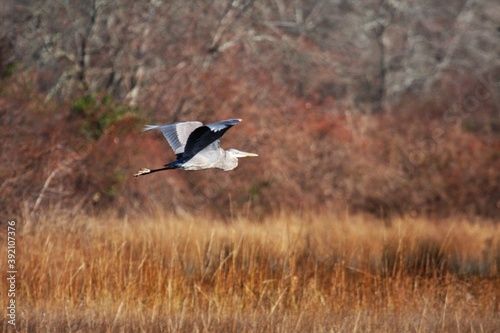 Blue Heron_4