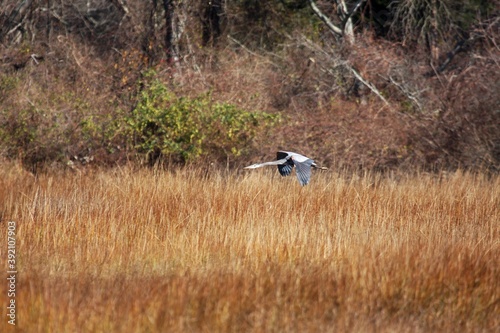 Blue Heron_9