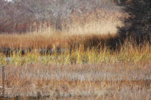 Salt Pond Grass_Fall
