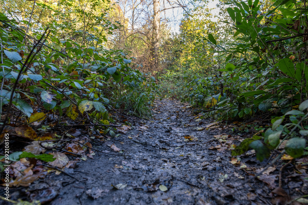 Fototapeta premium autumn forest path