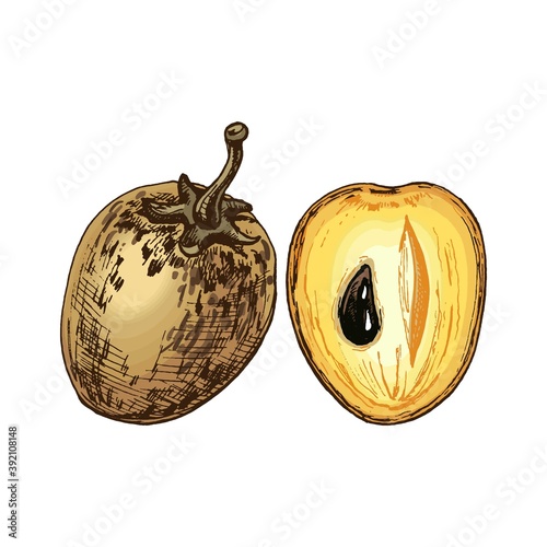 Whole and half sapodilla. Vector flat color illustration