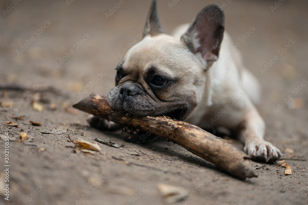 young cute french bulldog dog play with wooden stick in park