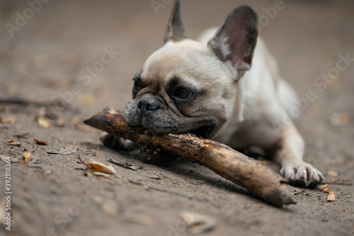 young cute french bulldog dog play with wooden stick in park © k0teika