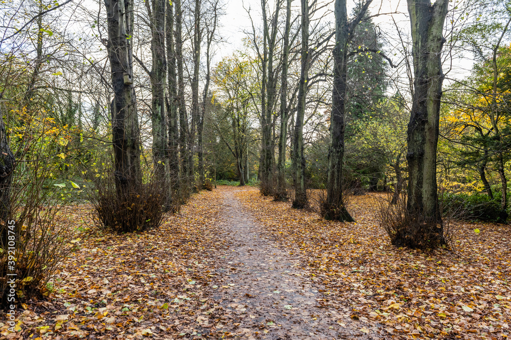 autumn forest path autumn forest path