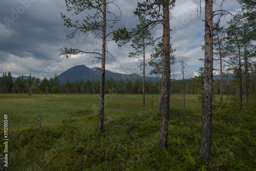 Small clearing in forest with view to distant mountains along Padjelantaleden Trail, Lapland, Sweden photo