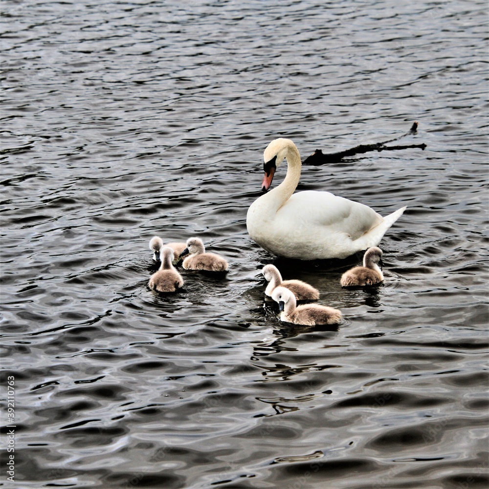 A close up of a Mute Swan and Cygnets