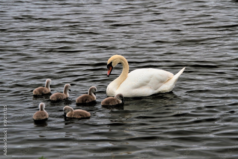 A close up of a Mute Swan and Cygnets A close up of a Mute Swan and Cygnets