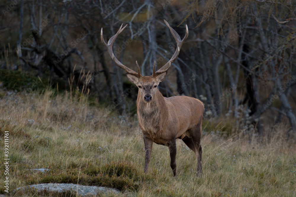 Male Red deer Stag (Cervus elaphus) standing in an alpine grassland on forest background, Italian Alps, Piedmont.