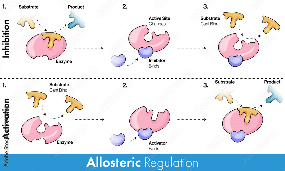 allosteric-regulation