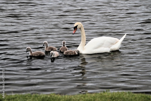 A close up of a Mute Swan and Cygnets
