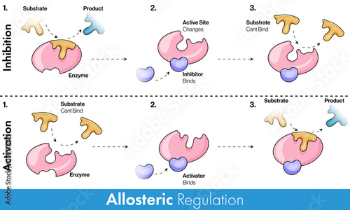 Mechanism of allosteric regulation of Enzyme: bot positive and negative models. vector design medical illustration 