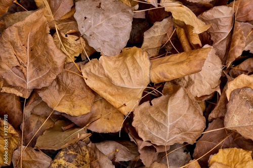 Yellow, brown, orange poplar leaves on the ground. Abstract photography. Art photography.