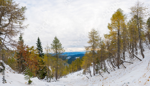 Picturesque mountain forest with early snow coverying golden larch trees.
