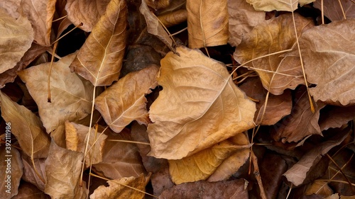 Yellow, brown, orange poplar leaves on the ground. Abstract photography. Art photography.