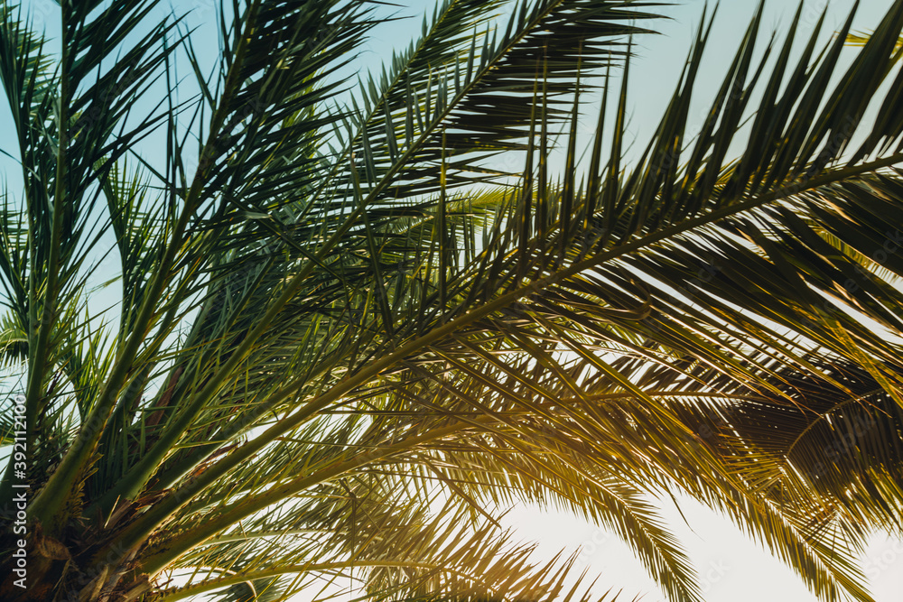 Fototapeta premium Tropical palm leaves with sunbeams, floral drawing background, real photo