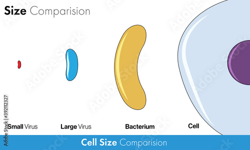 Cell size comparison vector design concept from virus to animal cell.