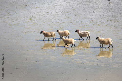 Fototapeta Naklejka Na Ścianę i Meble -  Sheep and their reflections in water on Uig beach, Isle of Lewis, Outer Hebrides, Scotland