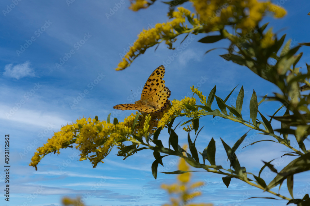 Obraz premium 翅を広げてセイタカアワダチソウの花にとまるツマグロヒョウモン