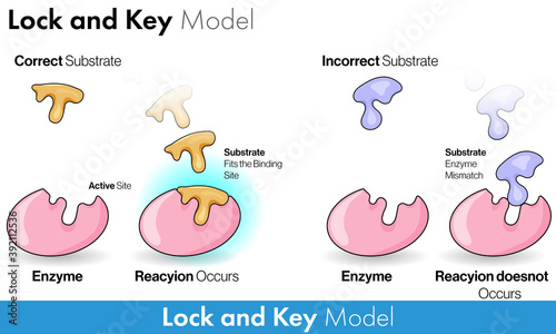 Model of enzyme activity: Lock and key model of enzyme catalysis 
