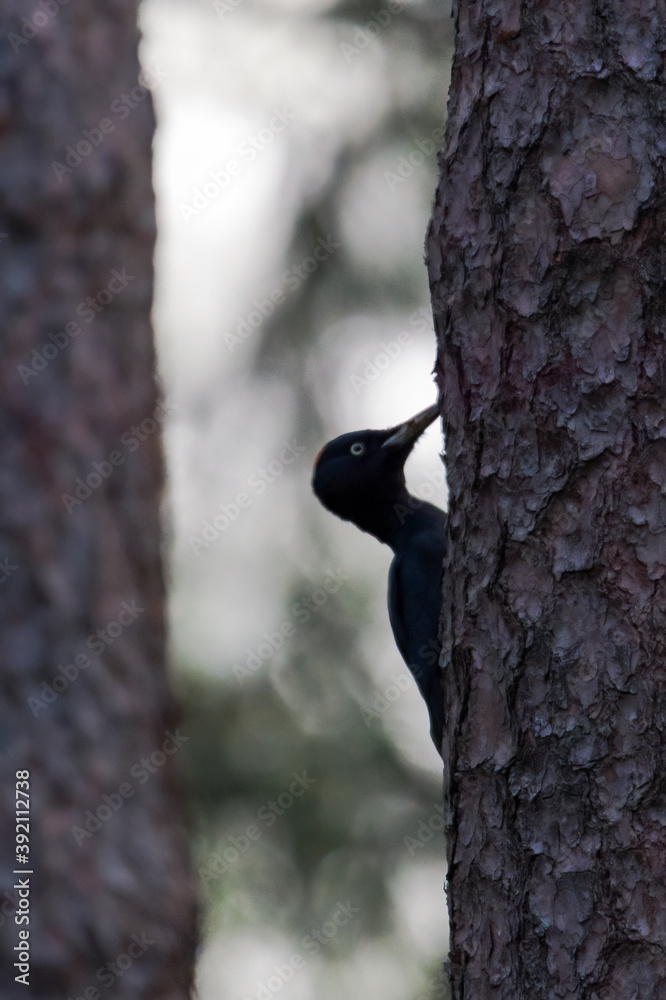 A black woodpecker sitting on the trunk of a pine tree A black woodpecker sitting on the trunk of a pine tree