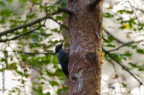 A black woodpecker sitting on the trunk of a pine tree