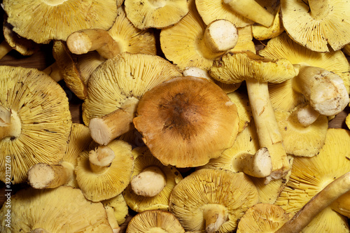 Mushrooms collected in the forest as background. Tricholoma equestre or Tricholoma flavovirens, also known as man on horseback or yellow knight. Top view.