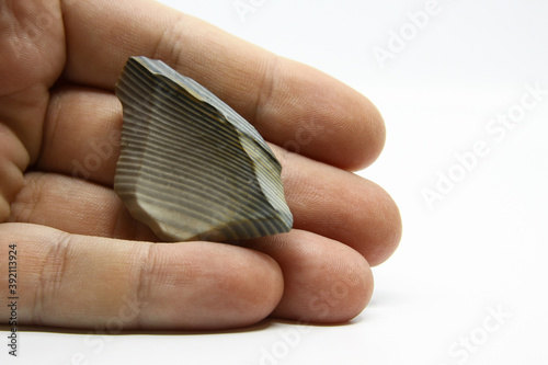 Striped flint stone held in hand  isolated on a white background. Amazing curves and stripes. Grey colors and amazing lines photo