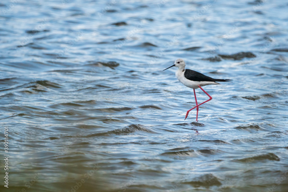 Obraz premium Black-winged stilt (himantopus himantopus) in Albufera of Valencia natural park.