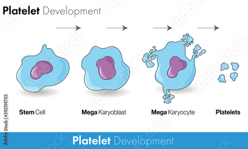 Pathway of Development of platelet, from  stem cell, mega karyoblast and karyocyte to final platelet photo