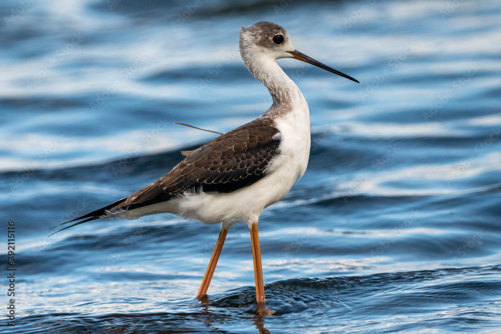 Obraz premium Black-winged stilt (himantopus himantopus) in Albufera of Valencia natural park.