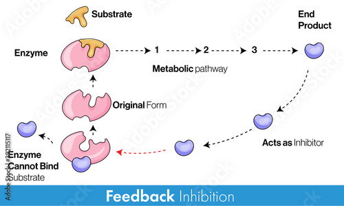 Enzyme feedback inhibition mechanism Concept photo