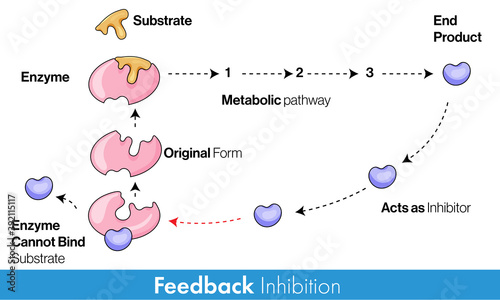 Enzyme feedback inhibition mechanism Concept
