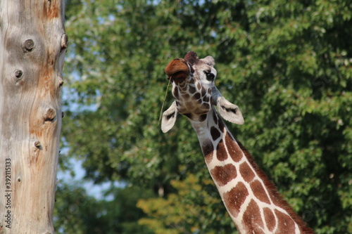 Photography giraffe head close up