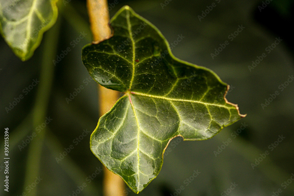 close up of leaf close up of leaf
