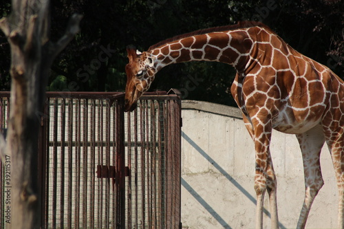 Canvas Print giraffe